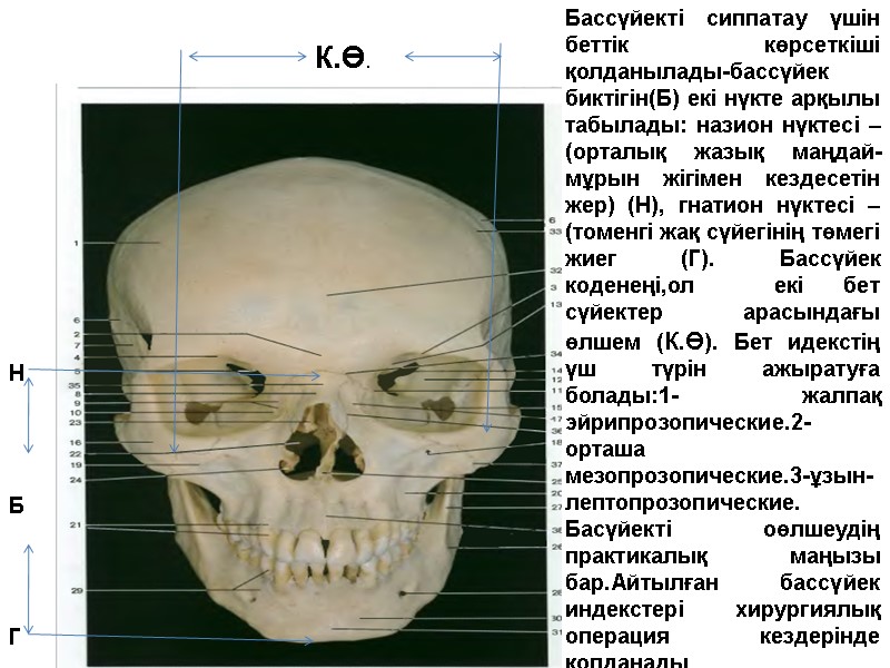 Бассүйекті сиппатау үшін беттік көрсеткіші қолданылады-бассүйек биктігін(Б) екі нүкте арқылы табылады: назион нүктесі –(орталық